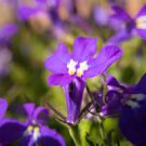200 PCS Seeds Imported Lobelia Flowers Blooming Covering Flore Outdoor