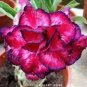 2 PCS Seeds Imported 'mikonos girl' Adenium Desert rose