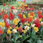 5 PCS Seeds Imported Mixed 5 Types of Canna Flowers