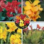 5 PCS Seeds Imported Mixed 5 Types of Canna Flowers