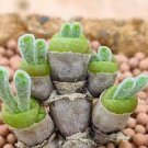 100 PCS Seeds Imported New Zealand Rabbit Monilaria obconica 100 PCS Seeds Imported New Zealand Rabbit Monilaria obconica