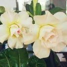 2 PCS Seeds Imported 'Saint Huang' Adenium Desert rose 2 PCS Seeds Imported 'Saint Huang' Adenium Desert rose