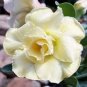 2 PCS Seeds Imported 'Saint Huang' Adenium Desert rose