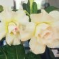 2 PCS Seeds Imported 'Saint Huang' Adenium Desert rose