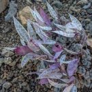 10 PCS Seeds Imported 'Snow Princess' Succulent with Transparent Flowers