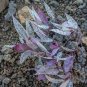 10 PCS Seeds Imported 'Snow Princess' Succulent with Transparent Flowers