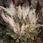 10 PCS Seeds Imported 'Snow Princess' Succulent with Transparent Flowers