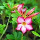2 PCS Seeds Imported 'sunset glow' Adenium Desert Rose