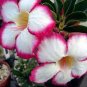 2 PCS Seeds Imported 'sunset glow' Adenium Desert Rose