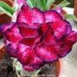 2 PCS Seeds Imported 'whirlwind' Adenium Desert Rose
