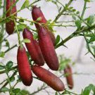10 PCS Seeds Imported Orange Finger Lime Pomegrante Plant 10 PCS Seeds Imported Orange Finger Lime Pomegrante Plant