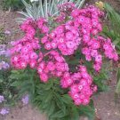 100 PCS Seeds Imported Phlox Flower Bonsai Outdoor Rainbow Exotic Phlox Flower