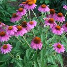 100 PCS Seeds Imported Piccolino Bear Echinacea