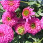 100 PCS Seeds Imported Piccolino Bear Echinacea
