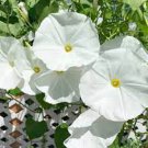 10 PCS Seeds Imported Purely White Morning Glory