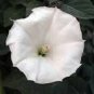 10 PCS Seeds Imported Purely White Morning Glory