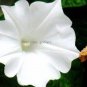 10 PCS Seeds Imported Purely White Morning Glory