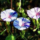 10 PCS Seeds Imported Purple White Stripe Big Morning Glory