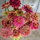50 PCS Seeds Imported Queen Red Lime Zinnia