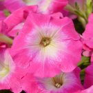 100 PCS Seeds Imported Radiance Pink Morn Petunia Bonsai 100 PCS Seeds Imported Radiance Pink Morn Petunia Bonsai