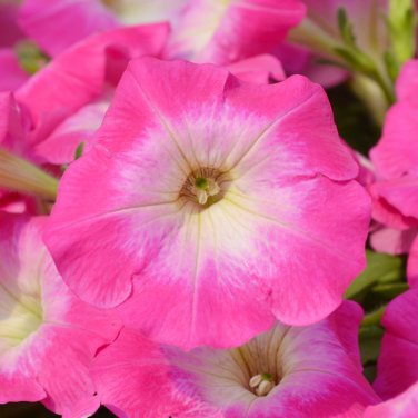 100 PCS Seeds Imported Radiance Pink Morn Petunia Bonsai