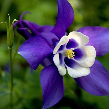50 PCS Seeds Imported Rare Double 'Twinkle' Dark Blue White Garden Columbine Flower