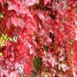 10 PCS Seeds Imported Red Ivy Climbing Plant