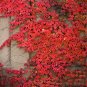 10 PCS Seeds Imported Red Ivy Climbing Plant