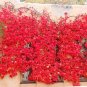 10 PCS Seeds Imported Red Ivy Climbing Plant