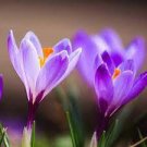 200 PCS Seeds Imported Saffron Flower Plants