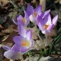 200 PCS Seeds Imported Saffron Flower Plants