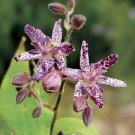 100 PCS Seeds Imported Toad Lily Plant Outdoor Charming Perennial Bonsai 100 PCS Seeds Imported Toad Lily Plant Outdoor Charming Perennial Bonsai