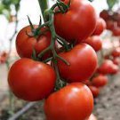 100 PCS Seeds Imported Tomato Seeds Professional Pack organic bright red middle fruits 100 PCS Seeds Imported Tomato Seeds Professional Pack organic bright red middle fruits