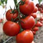 100 PCS Seeds Imported Tomato Seeds Professional Pack organic bright red middle fruits