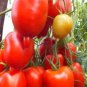 100 PCS Seeds Imported Tomato Seeds Professional Pack organic bright red middle fruits