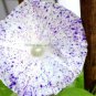 10 PCS Seeds Imported White Morning Glory with Purple Spot Flowers