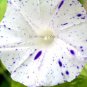 10 PCS Seeds Imported White Morning Glory with Purple Spot Flowers
