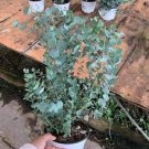 30 PCS Seeds Impressive Eucalyptus Seed gunnii Cider Gum Eucalyptus Bonsai 30 PCS Seeds Impressive Eucalyptus Seed gunnii Cider Gum Eucalyptus Bonsai