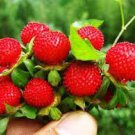60 PCS Seeds India Mock Strawberry Bonsai 60 PCS Seeds India Mock Strawberry Bonsai