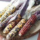 20 PCS Seeds Indian Colorful Corn