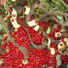 100 PCS Seeds Indian Sandalwood Tree 100 PCS Seeds Indian Sandalwood Tree
