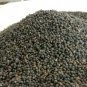 100 PCS Seeds Indian Sandalwood Tree