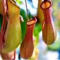 100 PCS Seeds Insect catching Plant Enchantress Carnivorous Bonsai