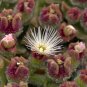 10 PCS Seeds Interesting Mesembryanthemum Crystallinum Succulent Plant