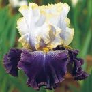 20 PCS Seeds Iris Bonsai Irises Flower Bonsai Perennial Beautiful Flowering Potted Plants