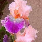 100 PCS Seeds Iris Flower