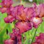 100 PCS Seeds Iris Flower