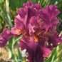 100 PCS Seeds Iris Flower