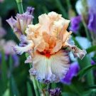 100 PCS Seeds Iris Flower Bonsai Flore Heirloom Blooming Tectorum Perennial Flower