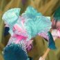100 PCS Seeds Iris Flower Bonsai Flore Heirloom Blooming Tectorum Perennial Flower